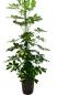Preview: Schefflera arboricola gold capella - schmalblättrige Fingeraralie