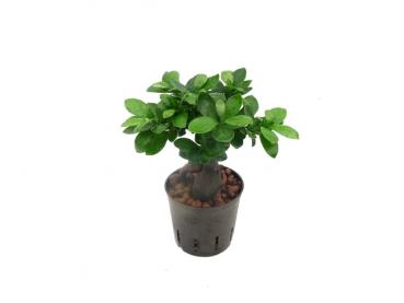 Ficus microcarpa Ginseng | Chinesische Feige