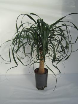 Beaucarnea recurvata | Flaschenbaum,Elefantenfu - Hydroshop24