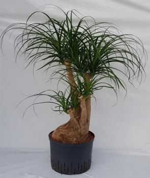 Beaucarnea recurvata | Flaschenbaum,Elefantenfu - Hydroshop24