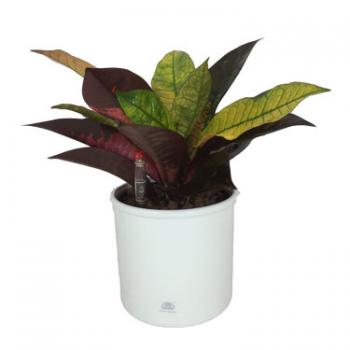 Croton petra | Wunderstrauch - Hydroshop24