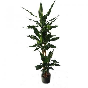 Ficus benjamina | Birkenfeige - Hydroshop24