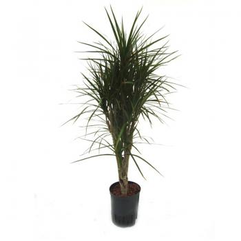 fargesia robusta campbell samen FARGESIA ROBUSTA 'CAMPBELL' – Scottish Bamboo main image 1