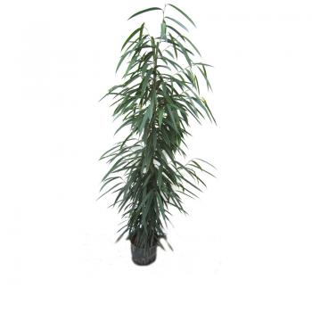 monstera plant buy online Monstera Delicioso - Swiss Cheese Plant - Overall Height 24