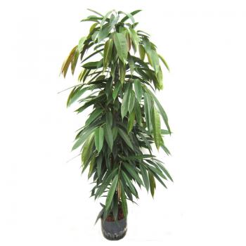 Ficus benjamina | Birkenfeige - Hydroshop24