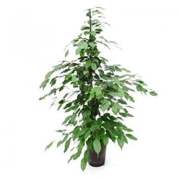 Dracaena fragrans in Hydrokultur - Hydroshop24
