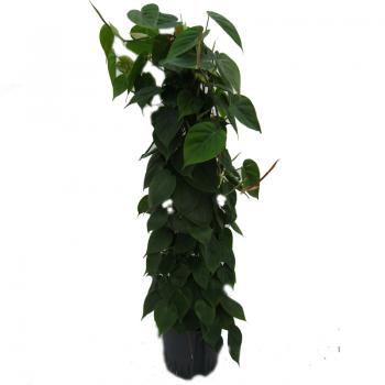 monstera acuminata kaufen Monstera Acuminata Mint main image 0