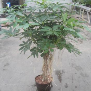 Schefflera arboricola (Hydrokultur)