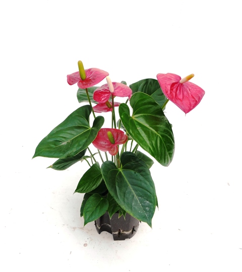 anthurium andreanum flamingoblume-als Hydrokulturpflanze - Hydroshop24