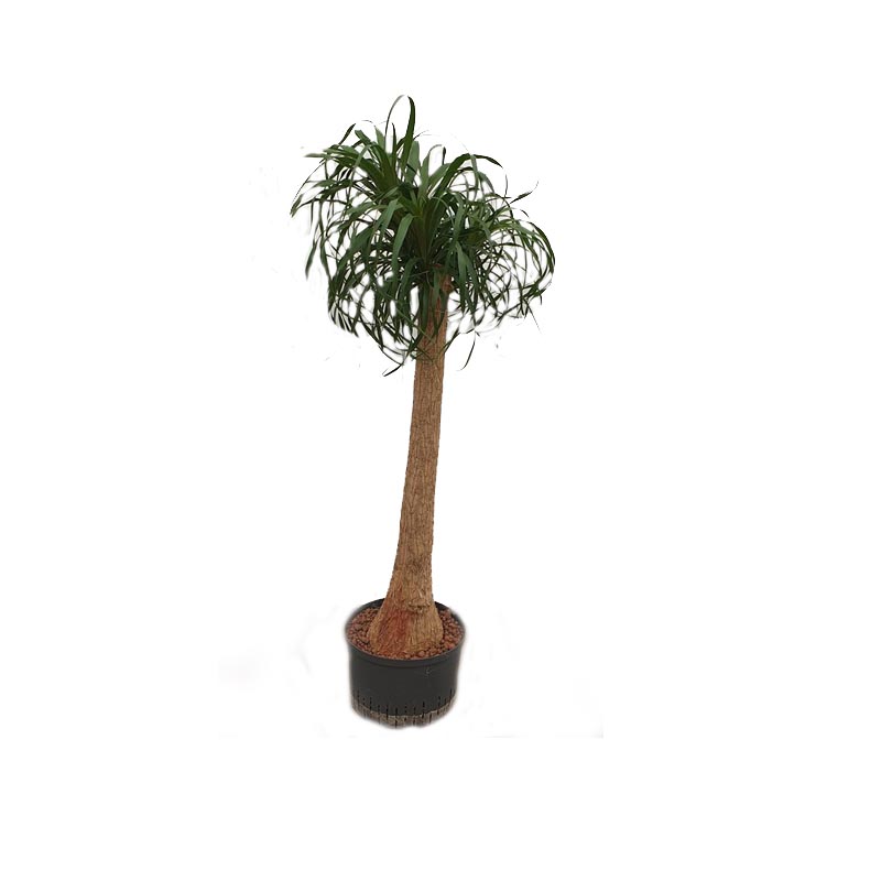 Beaucarnea recurvata | Flaschenbaum,Elefantenfu - Hydroshop24
