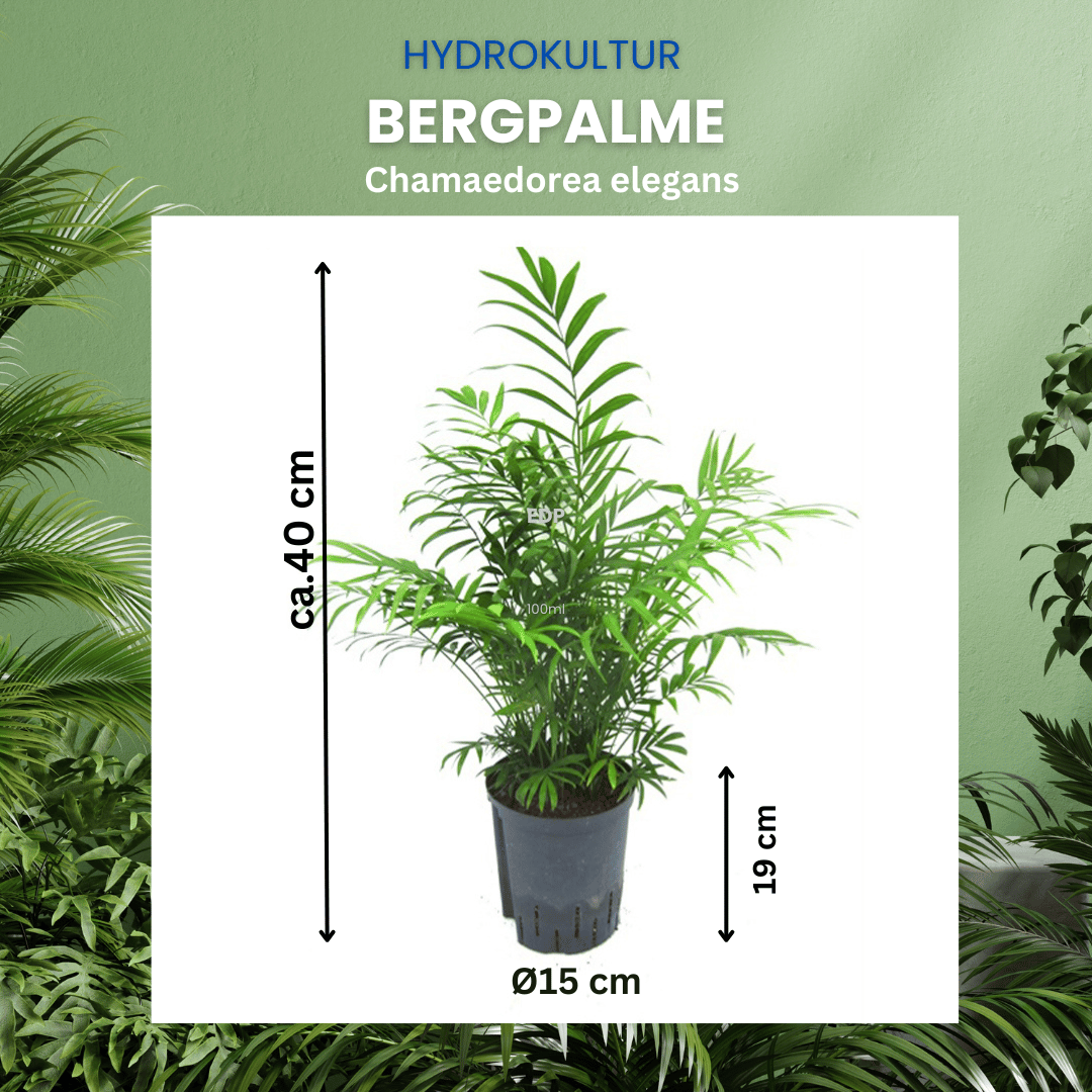 Chamaedorea elegans | Bergpalme