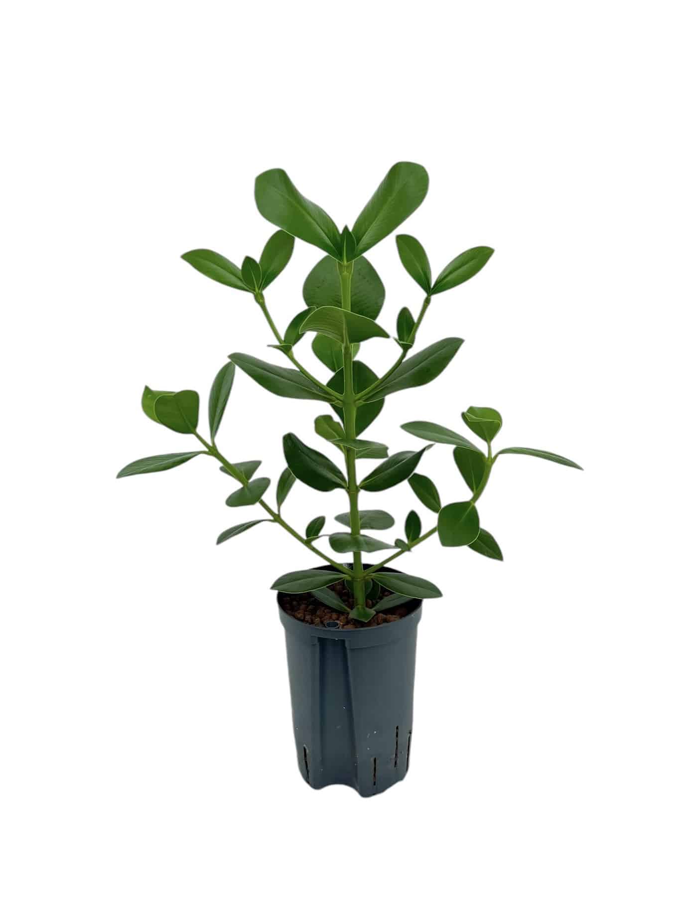 Clusia rosea | Balsamapfel