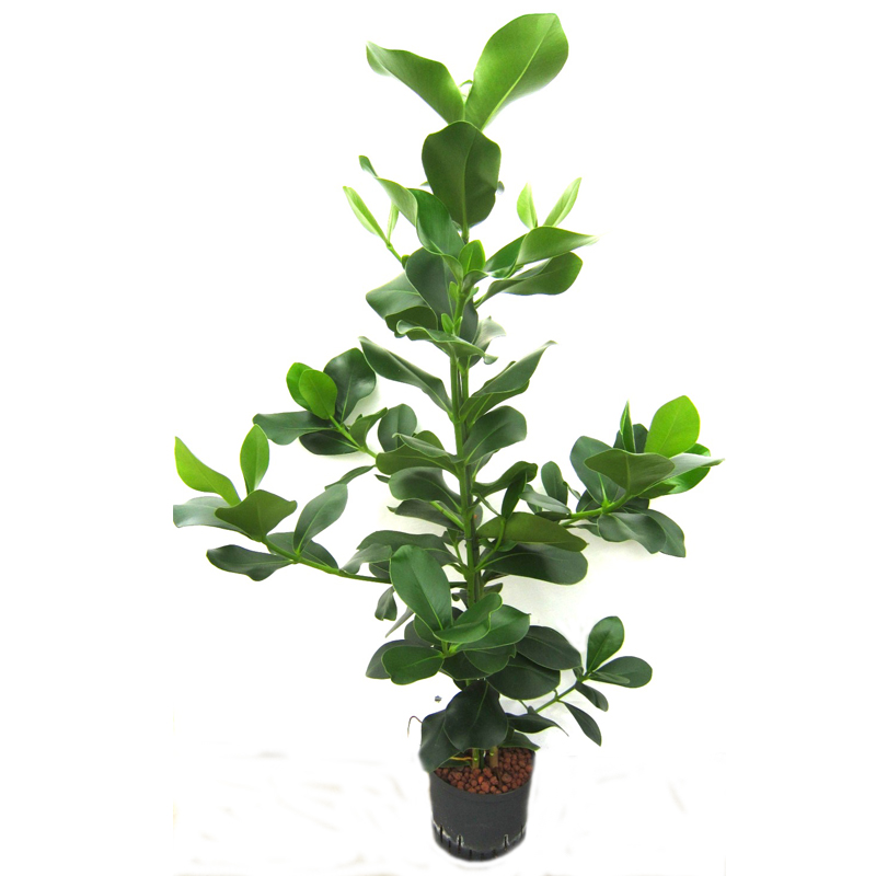 Clusia rosea | Balsamapfel - Hydroshop24