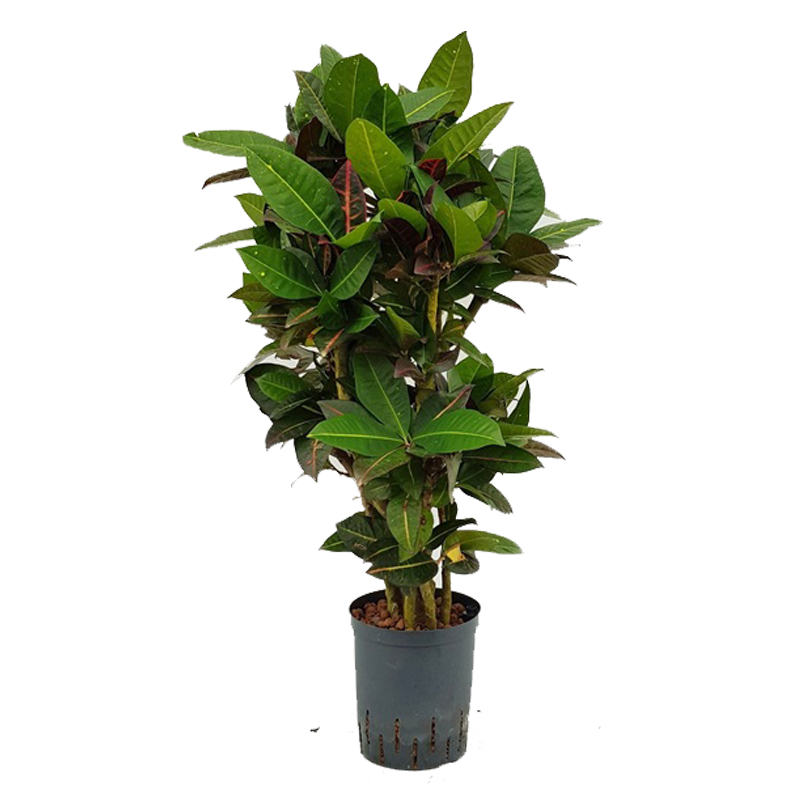 Croton petra | Wunderstrauch - Hydroshop24