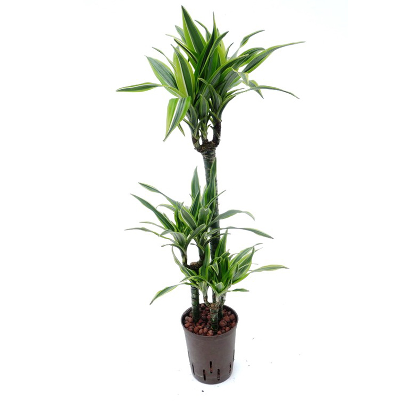 drachenbaum lemon Hydro Kingsize Lemon Drachenbaum 110-120cm – Green Me Up main image 0