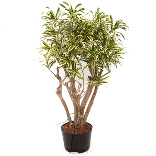 ikea glücksfeder IKEA : FEJKA : Artifical Potted Hanging Plant