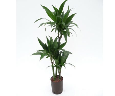 sansevieria cylindrica plant Sansevieria cylindrica