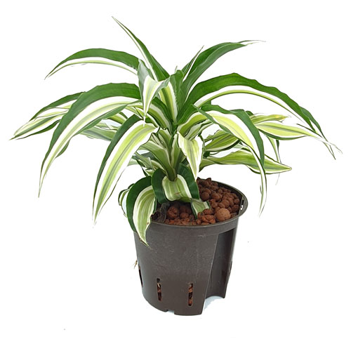 Dracaena deremensis Malaika | Drachenbaum