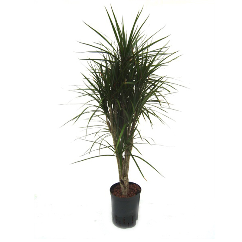 Dracaena marginata | Schmalblttriger Drachenbaum