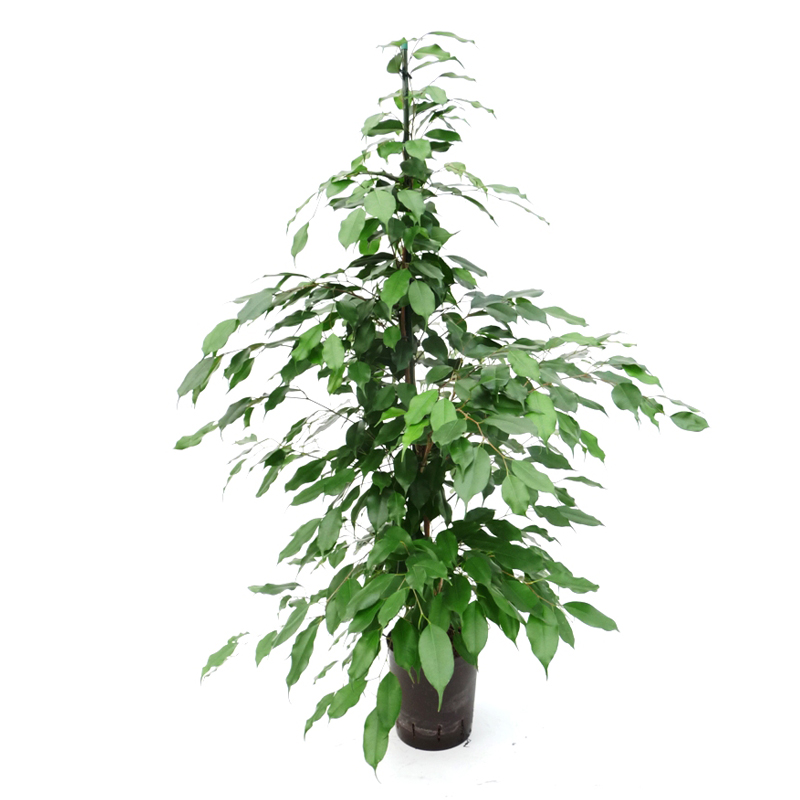 Ficus benjamina | Birkenfeige - Hydroshop24