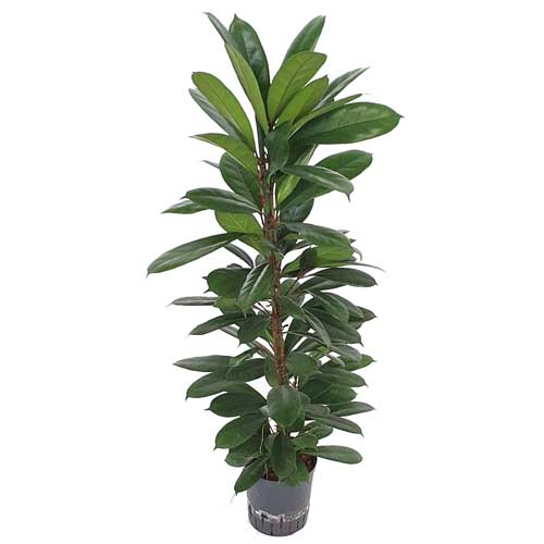 Ficus cyathistipula | afrikanische Feigenbaum
