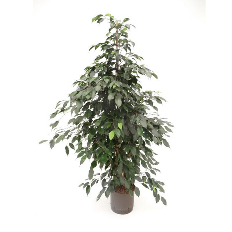 ficus danielle,gummibaum,hydropflanze,hydrokulturpflanze,hydrokultur,bropflanze,raumbegrnung  - Hydroshop24