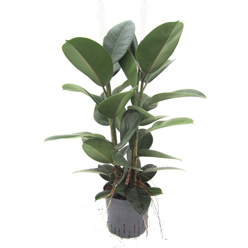 Ficus elastica robusta - Hydroshop24