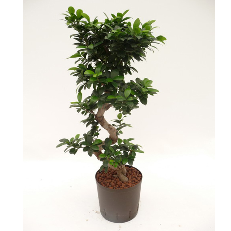 Ficus microcarpa compacta | Chinesische Feige - Hydroshop24