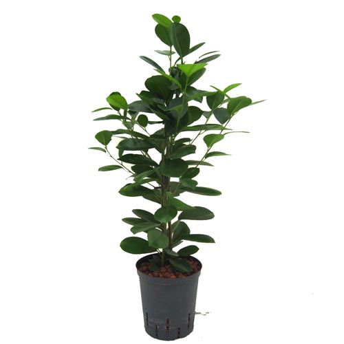 Ficus moclame | Chinesische Feige - Hydroshop24
