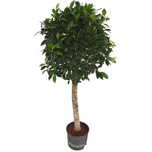Ficus nitida | chinesische Feige