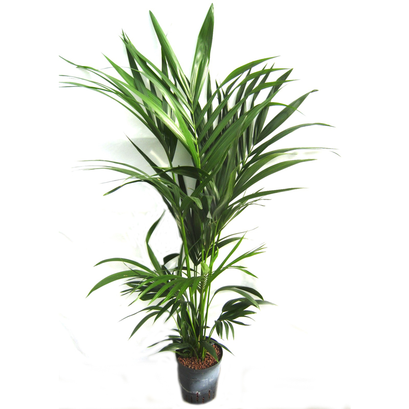white monstera deliciosa Rare White Variegated Monstera Deliciosa (Borsigiana) – Monstera Supply Co