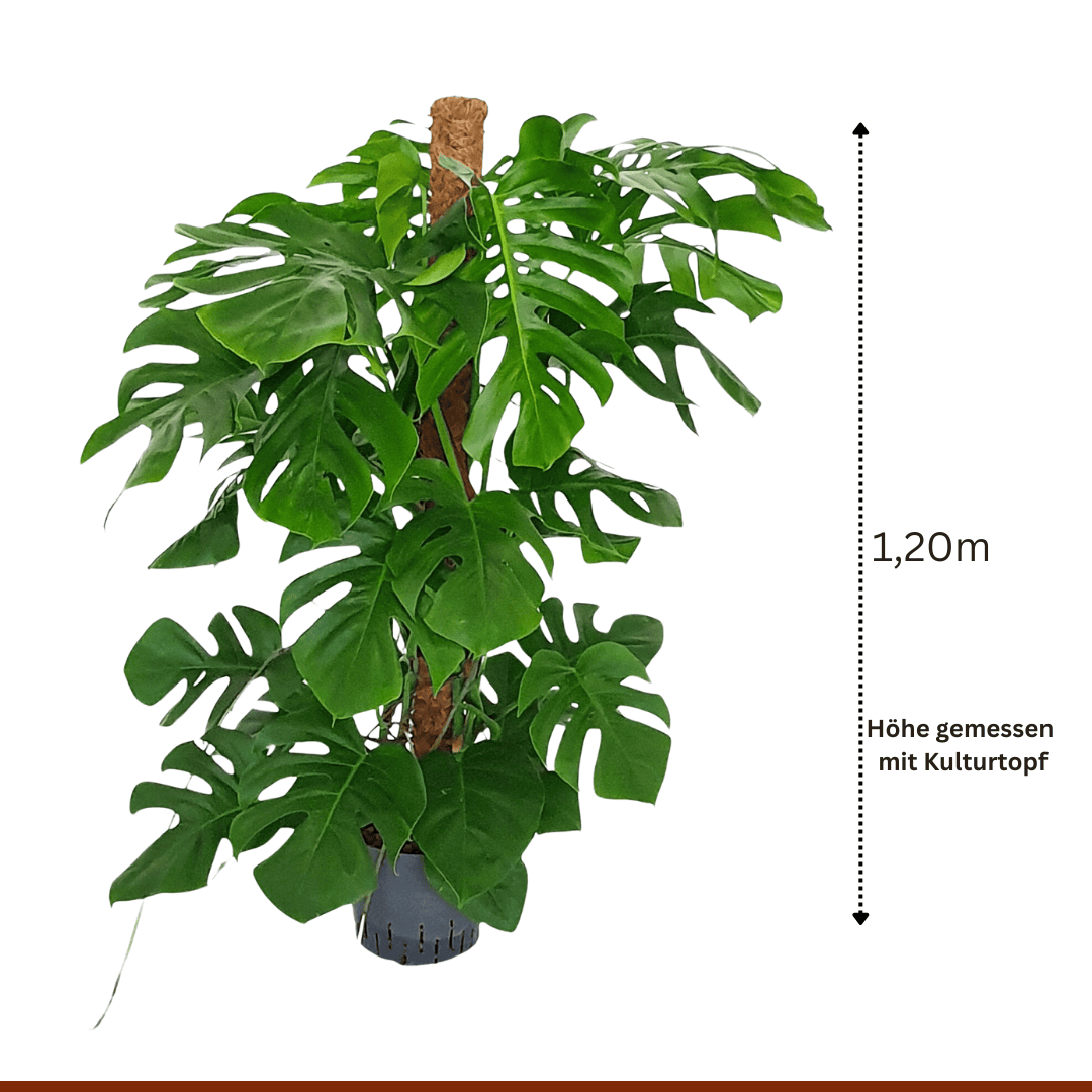 thuja bäume düngen Thuja Dünger - Mineralischer NPK Flüssigdünger mit Stickstoff main image 0