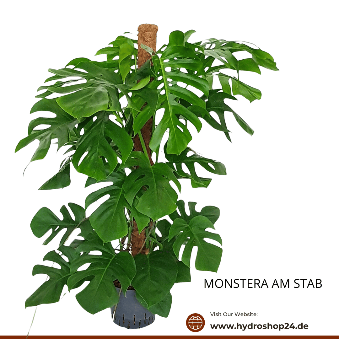 Philodendron pertusem | Monstera deliciosa - Hydroshop24