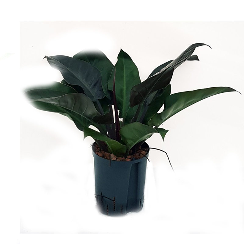 Philodendron imperial red | rotblttriger Baumfreund - Hydroshop24