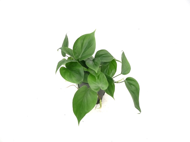 Philodendron scandens | Kletterbaumfreund - Hydroshop24