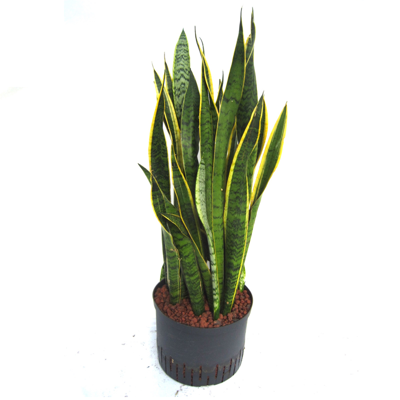 Sansevieria laurentii (Hydrokultur) - Hydroshop24