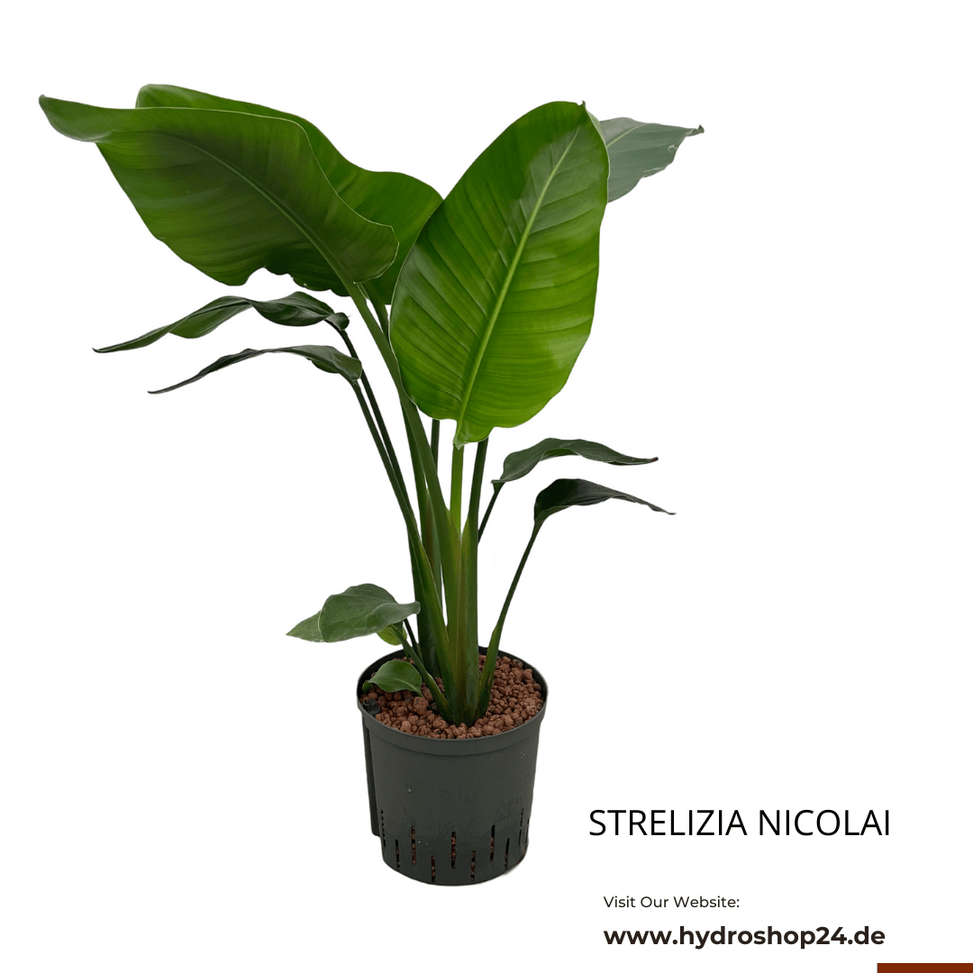 Strelitzia nicolai | Paradiesvogelblume