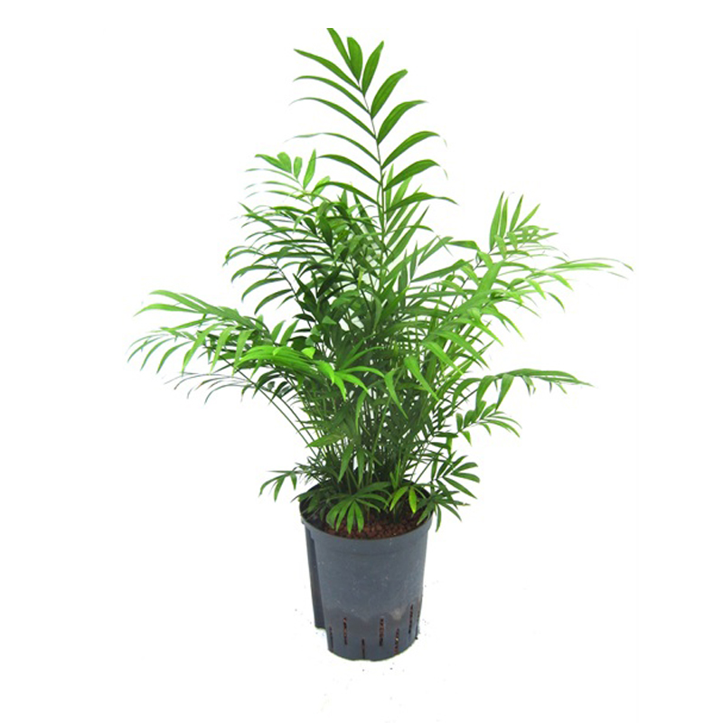 Chamaedorea elegans | Bergpalme - Hydroshop24