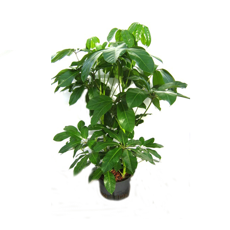 schefflera amate (Hydrokultur),grossblttrige schefflera - Hydroshop24