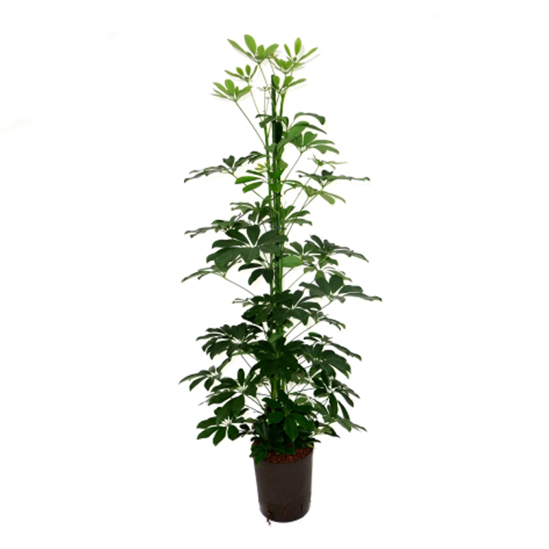 erdbeeren welcher dünger Erdbeerdünger für Erdbeeren und Waldbeeren main image 0