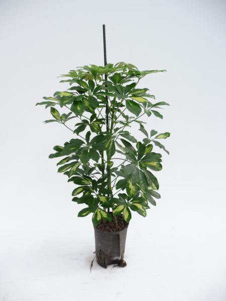 Schefflera arboricola gold capella - schmalblättrige Fingeraralie