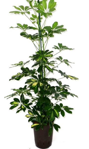 Schefflera arboricola gold capella - schmalblättrige Fingeraralie