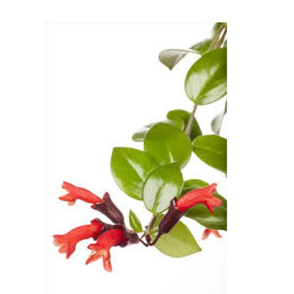 Aeschynanthus lobbianus | Schamblume - Hydroshop24