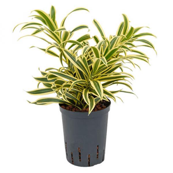 Dracaena reflexa song of india | Drachenbaum