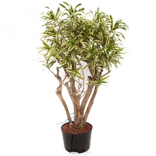 Dracaena reflexa song of india | Drachenbaum - Hydroshop24