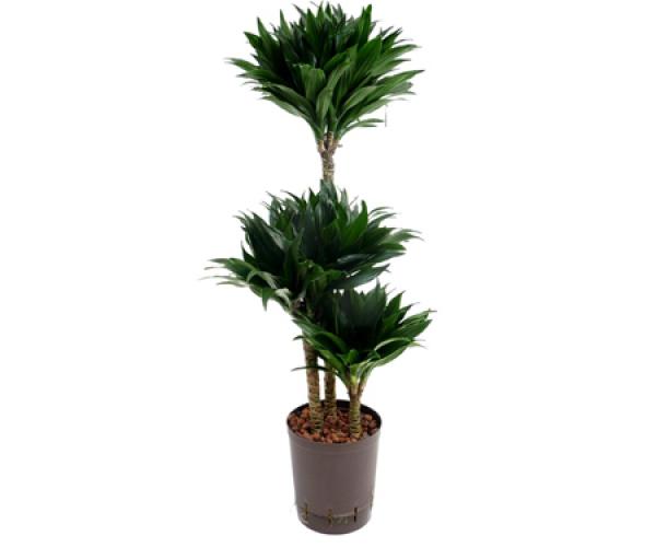eibe online Taxus baccata main image 0