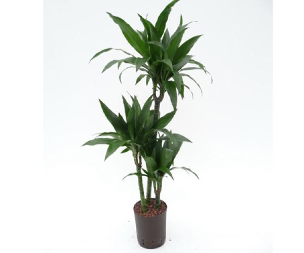 Dracaena janet craig | grner Dachenbaum