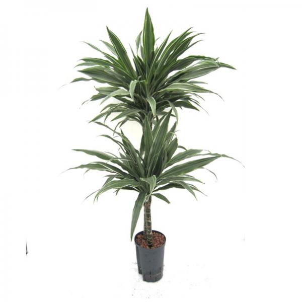 Dracaena deremensis Warneckii | weissgrner Drachenbaum - Hydroshop24