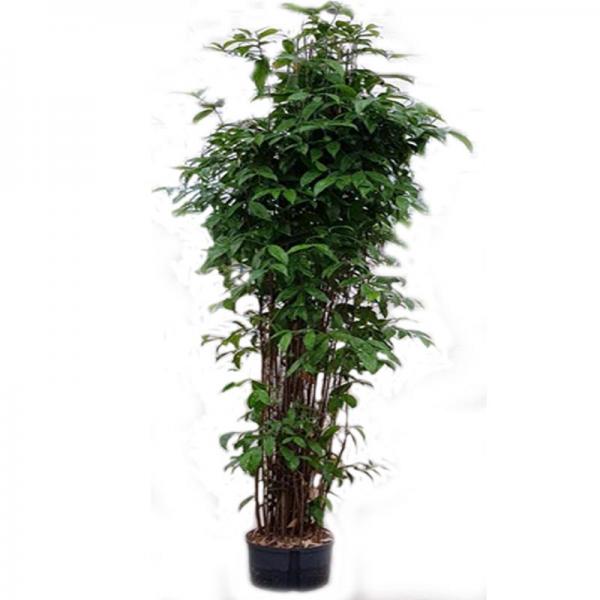 Dracaena surculosa | Drachenbaum - Hydroshop24