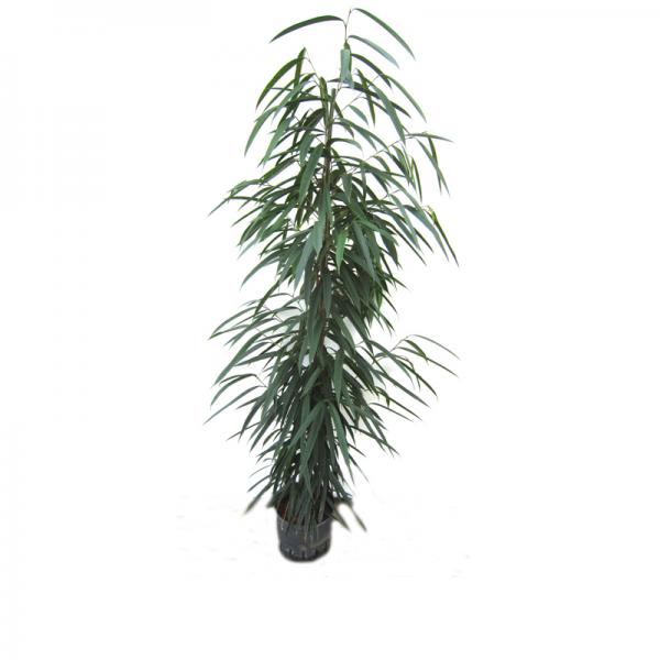 ficus alii - Hydroshop24